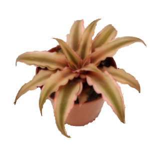 קריפטנתוס ביביטאטוס פינק - Cryptanthus bivit Pink Starlight