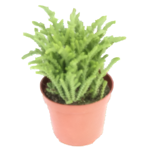 קרסולה ליקופודיויידס - Crassula Lycopodioides