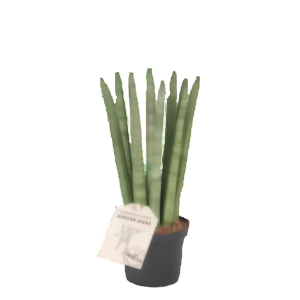 סנסיבריה סטרייט - Sansevieria cylindrica Straight