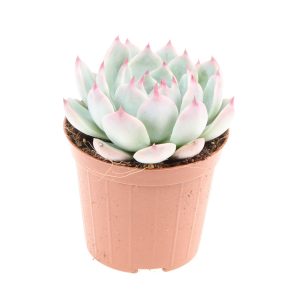 כפנית ורודה - Echeveria chihuahuaensis