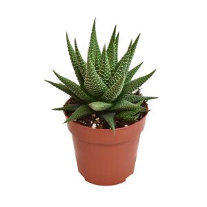 הוורתיה יוניברס - Haworthia universe