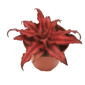 קריפטנתוס כוכב אדום - Cryptanthus red Star