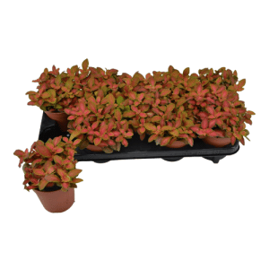 פיטוניה רובי ליים - fittonia ruby lime