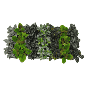 פילאה מיקס - Pilea Mix