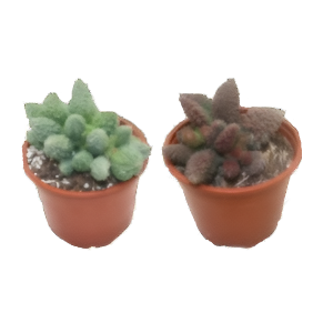 אדרומישוס מארייאנייה מיקס רד גרין - Adromischus Marianiae Mix Red Green