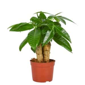 פכירה שלישיות - Pachira Trunk 3PP
