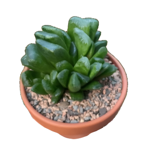 הוורתיה טרונקטה מוגהני - Haworthia Maughanii X Truncata