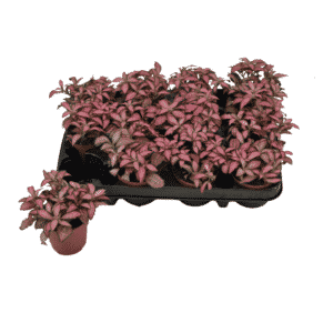 פיטוניה להבת יער ורודה - Fittonia Pink Forest Flame