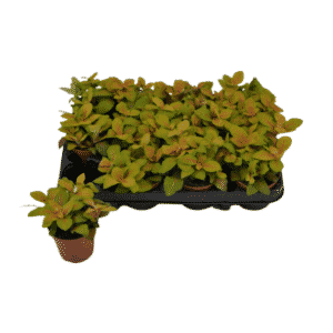 פיטוניה שלד - Fittonia Skeleton