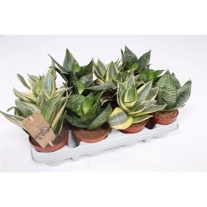 סנסיבריה ההני מיקס - Sansevieria Hahnii mix