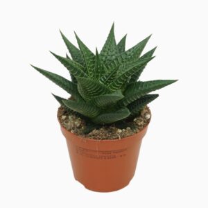 הוורתיה לימיפוליה - Haworthia Limifolia
