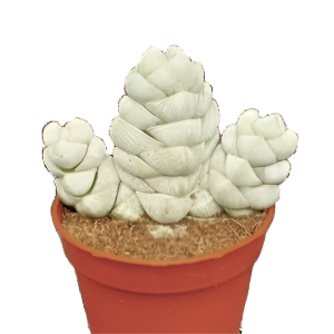 קרסולה מון סטון - Crassula Moonstone