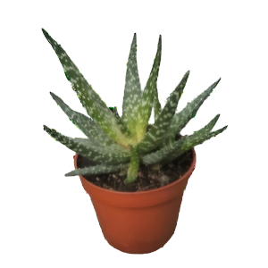 גסטראלוי מינגו - Gasteraloe Mingo