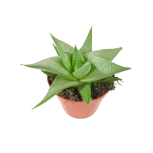 הוורתיה לימיפוליה רוקס - Haworthia Limifolia Roux