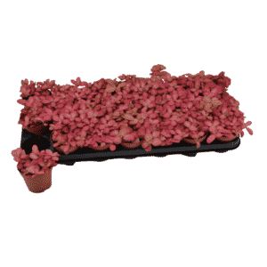 פיטוניה ורודה - Fittonia Pink