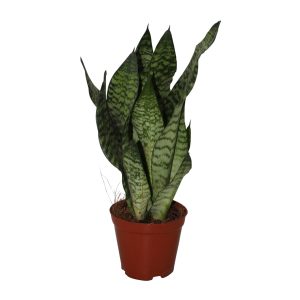 סנסיבריה זיילניקה - Sansevieria Zeylanica