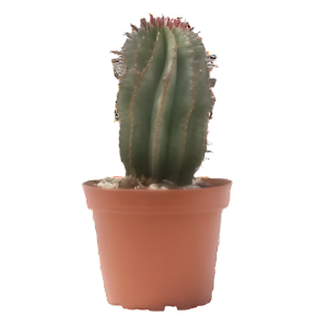 חלבלוב פוליגונה - Euphorbia Polygona