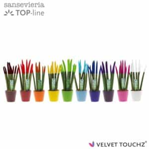 סנסיבריה צבעונית - Sansevieria VELVET TOUCHZ