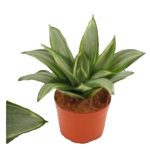סנסיבריה ההני דיימונד - Sansevieria Hahnii Diamond