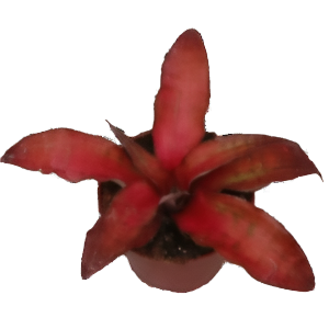קריפטנתוס ביביטאטוס סטרואברי - Cryptanthus Bivitatus Strawberry