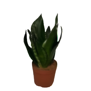 סנסיבריה סילבר פליים - Sansevieria Silver flame