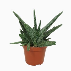 גסטריה וורוקוזה - Gasteria Verrucosa