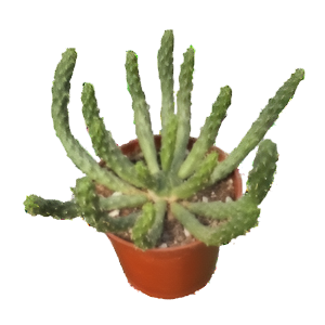חלבלוב אינרמיס - Euphorbia Inermis