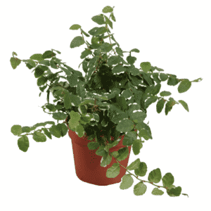 פיקוס פומילה ווייט סאני - Ficus Pumila white Sunny