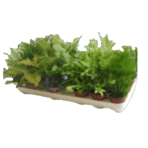 שרך מיקס - Fern Mix