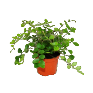 פלאה רוטונדיפוליה - Pelleae Rotundifolia