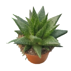 גסטריה דיו - Gasteria D Due