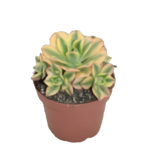 ניצחה סטארברסט - Aeonium Starburst