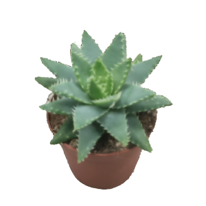 אלוי ברוויפוליה - Aloe brevifolia