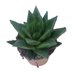 הוורתיה גלוסי - Haworthia Glossy