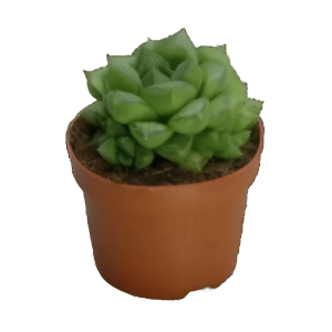 הוורתיה צימביפורמיס - Haworthia Cymbiformis