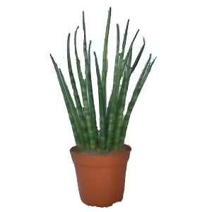 סנסיבריה פרנווד - Sansevieria Fernwood Micado