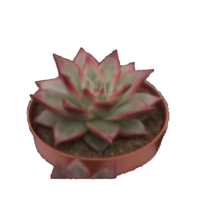 כפנית קצוות בורדו - Echeveria Bordeaux Edges