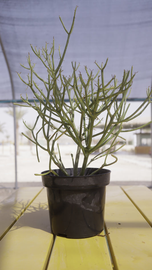 Euphorbia tirucalli