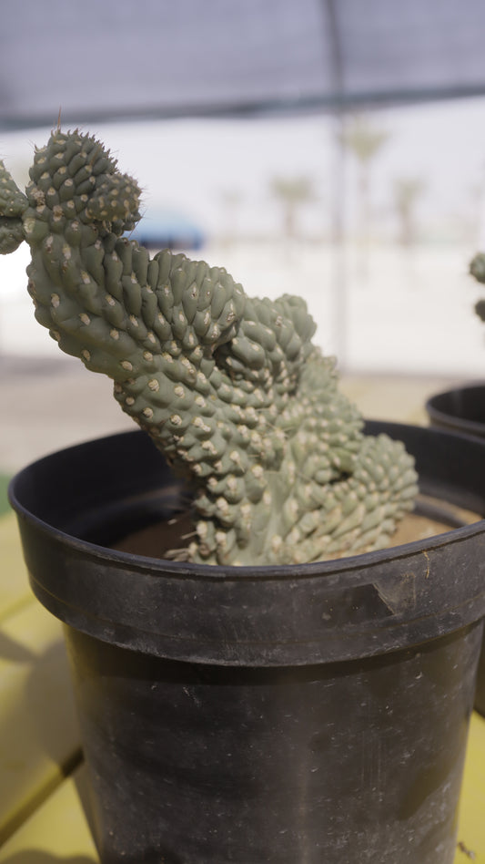 Opuntia mamillata