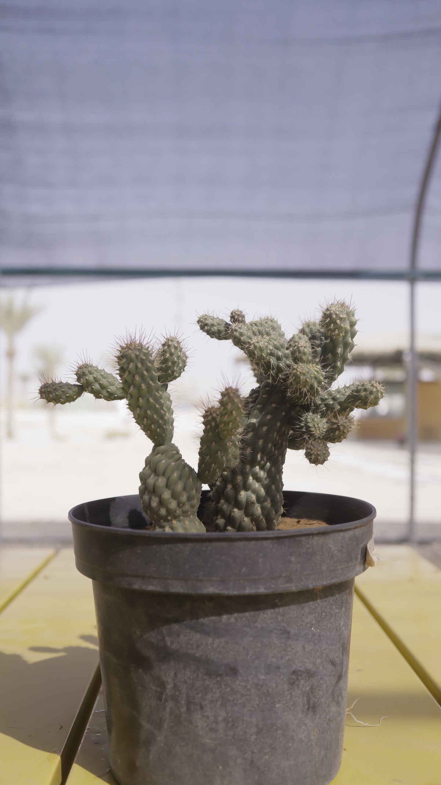 Opuntia mamillata