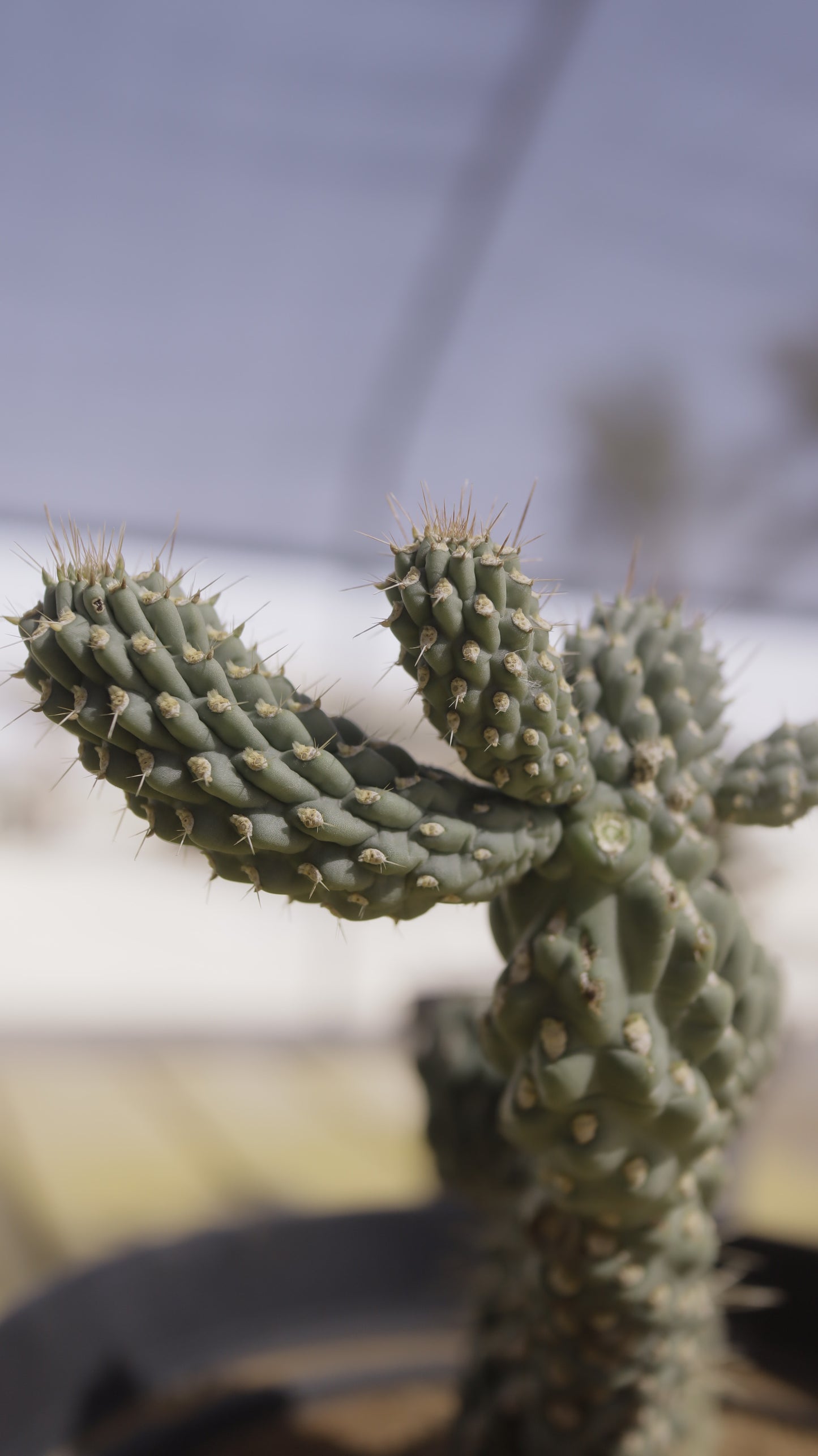 Opuntia mamillata