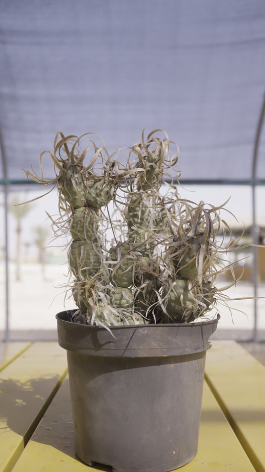 Tophrocactus articulatus