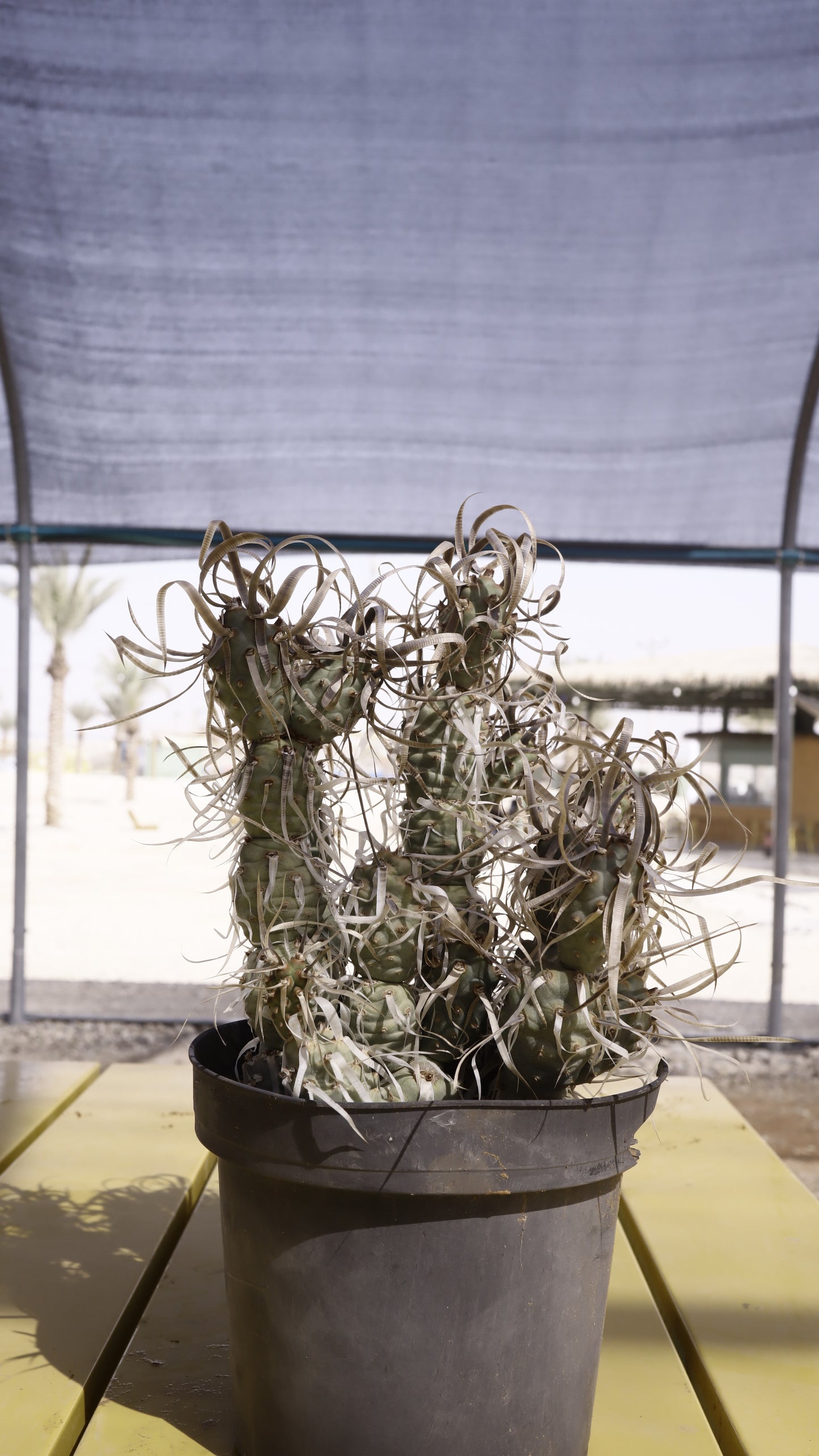 Tophrocactus articulatus