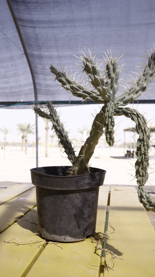 Opuntia imbricata