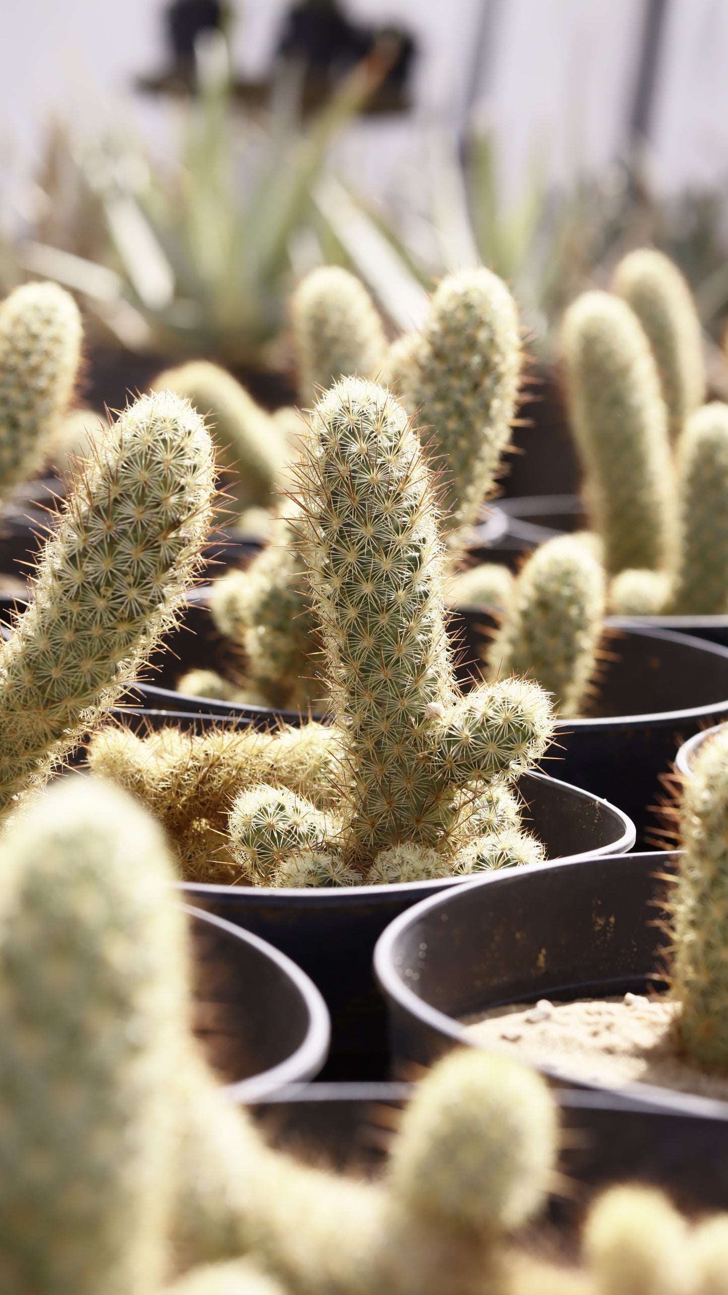 Mammillaria elongata