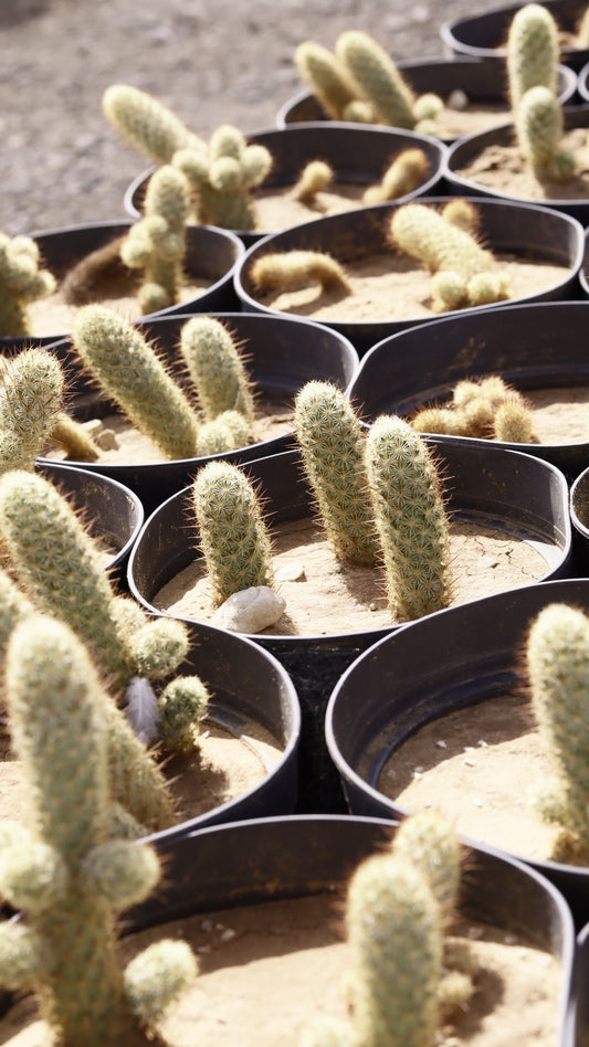Mammillaria elongata