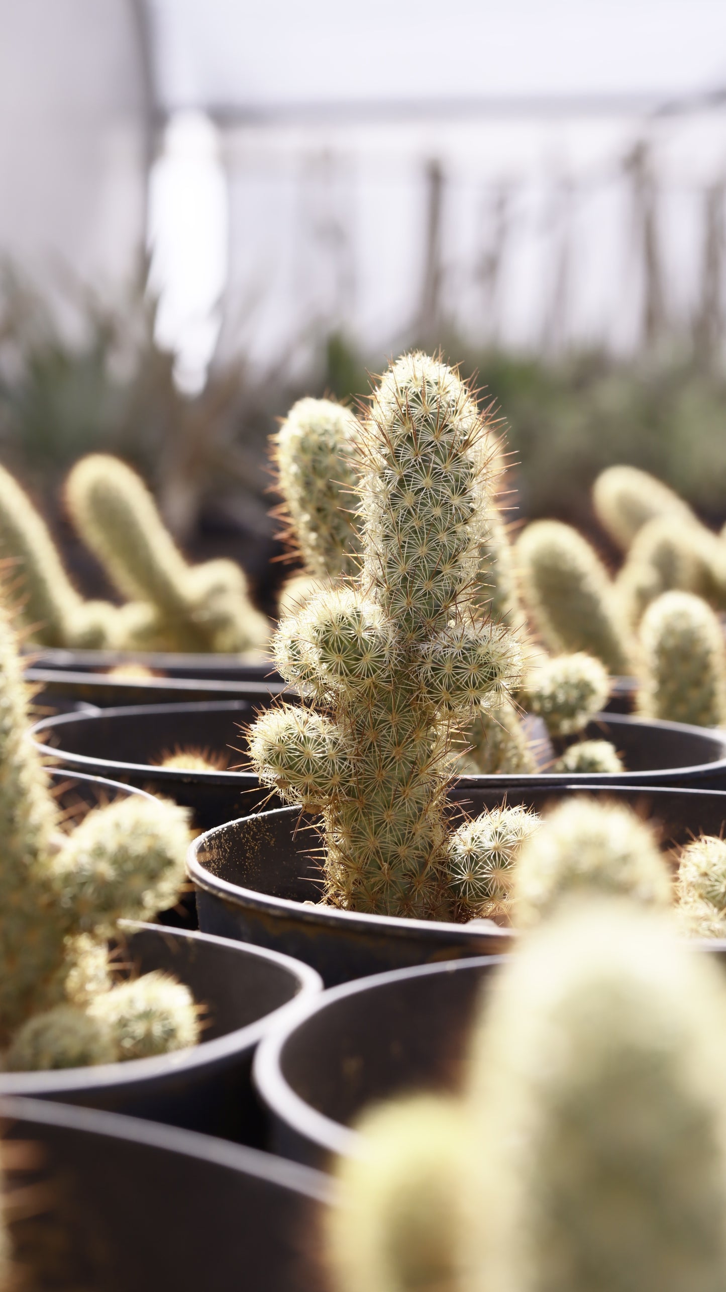 Mammillaria elongata