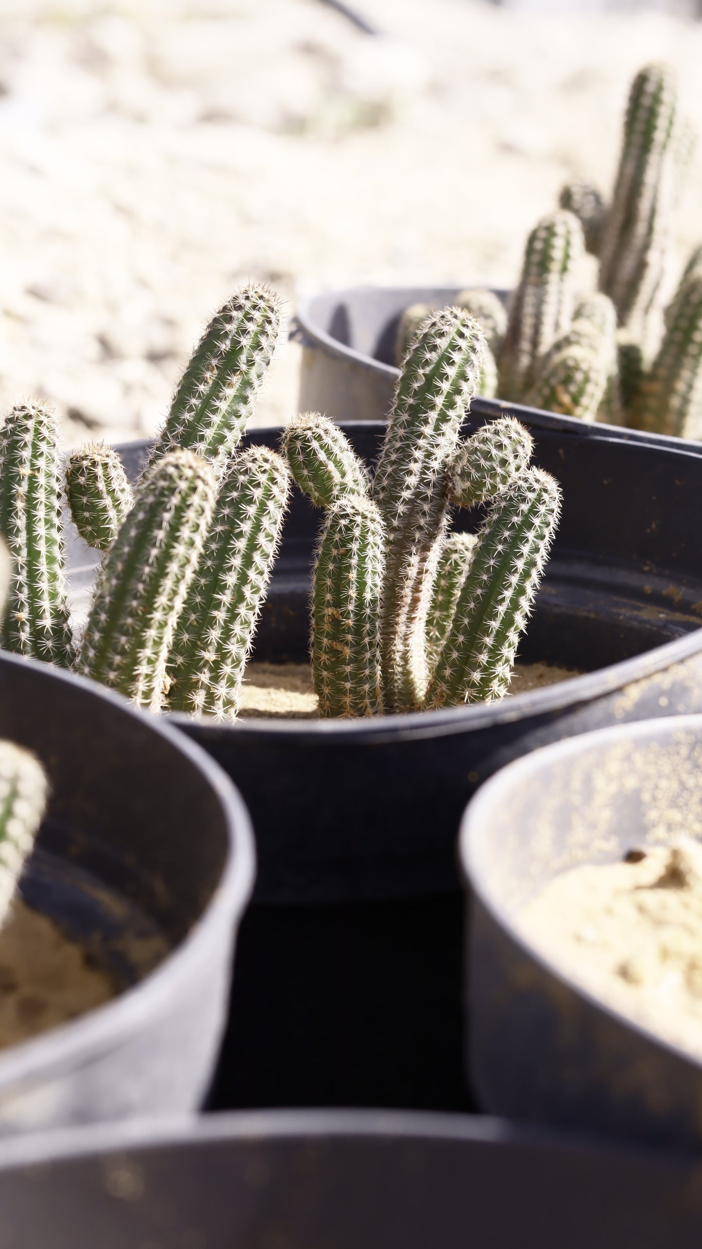 Echinopsis chamaecereus