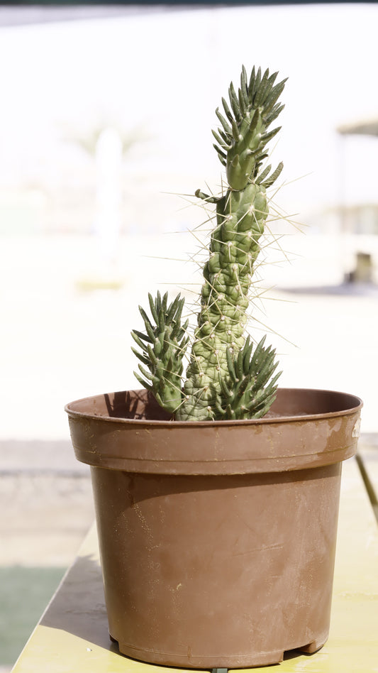 Opuntia verschaffeltii