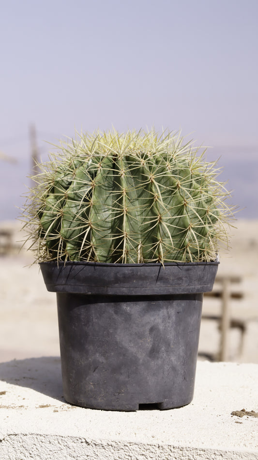 Echinocactus